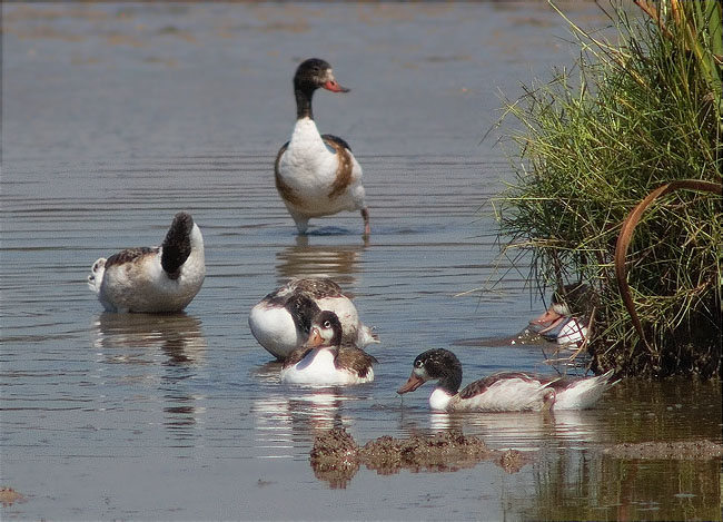 Família d'Ànec blanc (Tadorna tadorna)