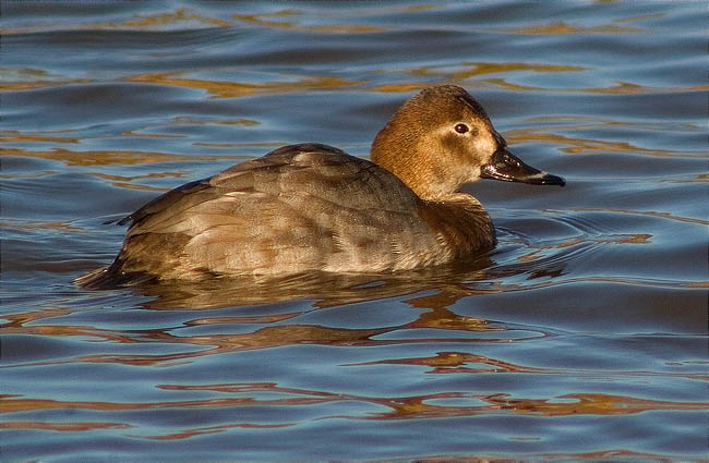 Femella de Morell de cap-roig (Aythya ferina)