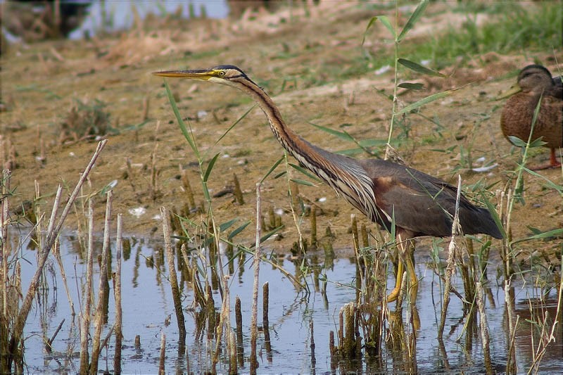 Agró roig (Ardea purpurea)