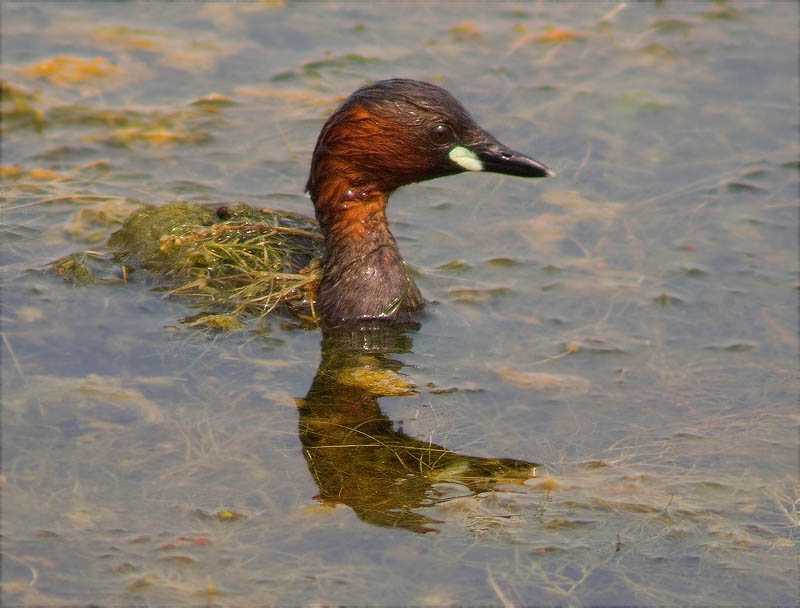 Cabusset (Tachybaptus ruficollis)