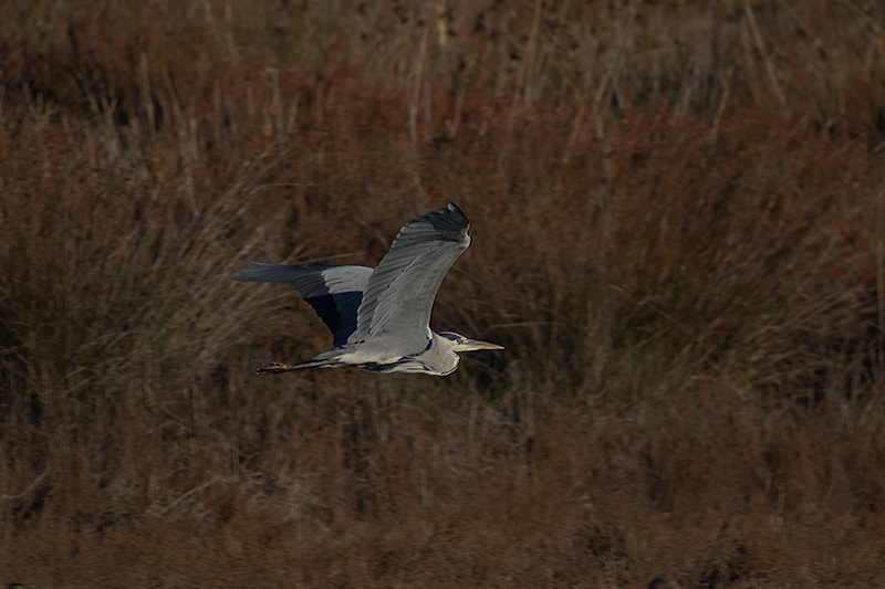 Bernat pescaire (Ardea cinerea)