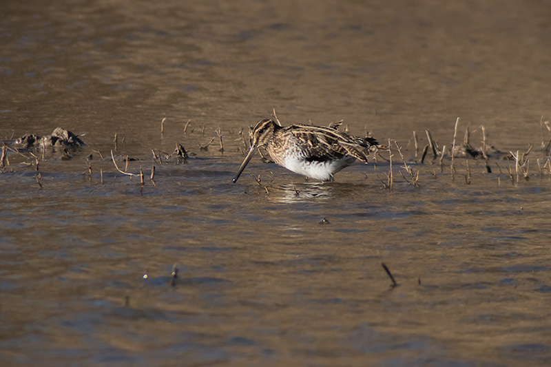 Becadell comú (Gallinago gallinago)