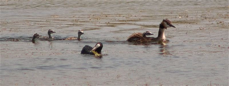 Família de Cabussó emplomallat (Podiceps cristatus)