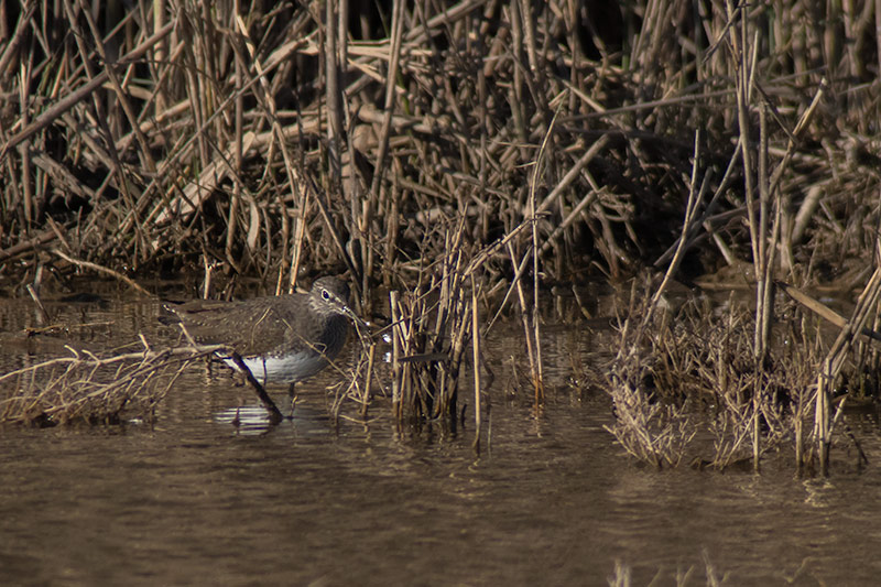 Xivita (Tringa ochropus)