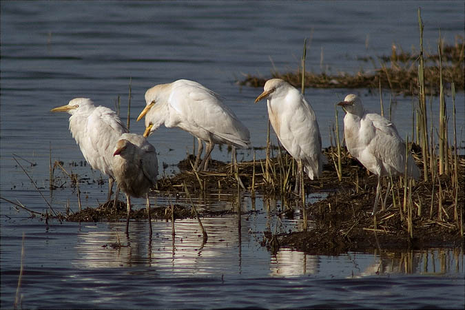 Esplugabous (Bubulcus ibis)