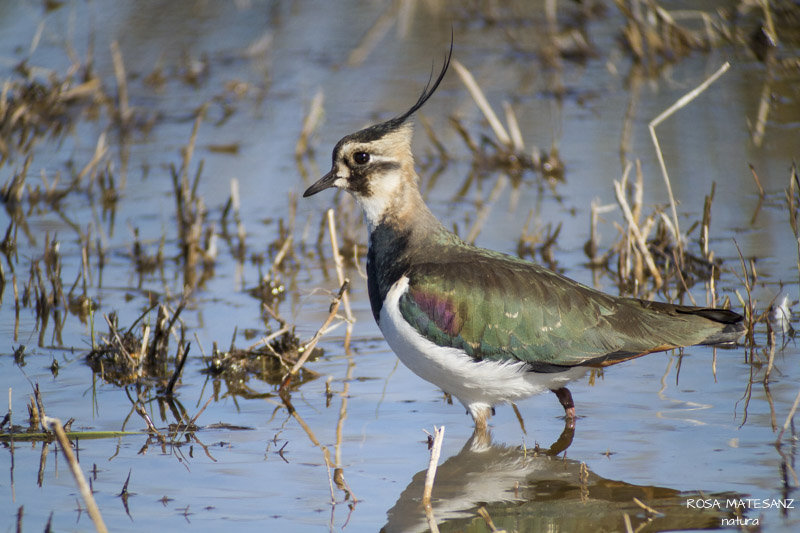 Fredeluga (Vanellus vanellus)