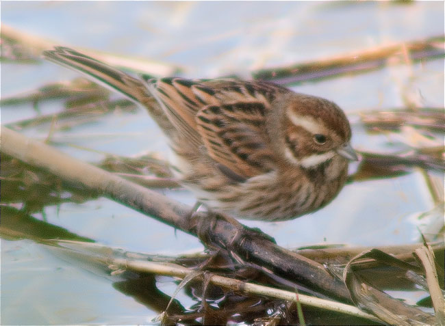 Repicatalons (Emberiza schoeniclus)