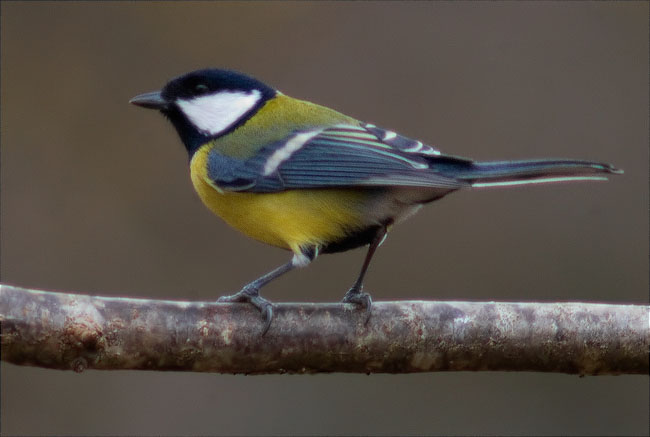 Mallerenga carbonera (Parus major) 1/3