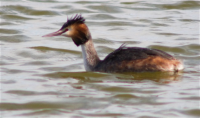 Cabussó emplomallat (Podiceps cristatus)