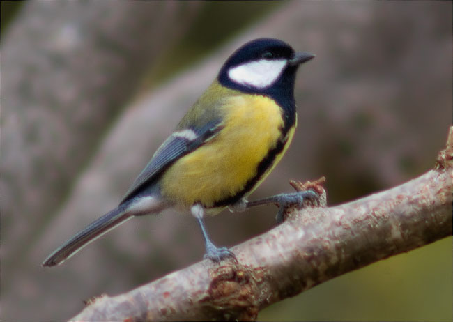 Mallerenga carbonera (Parus major)