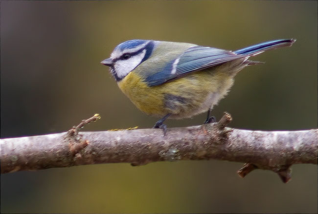 Mallerenga blava (Parus caeruleus)