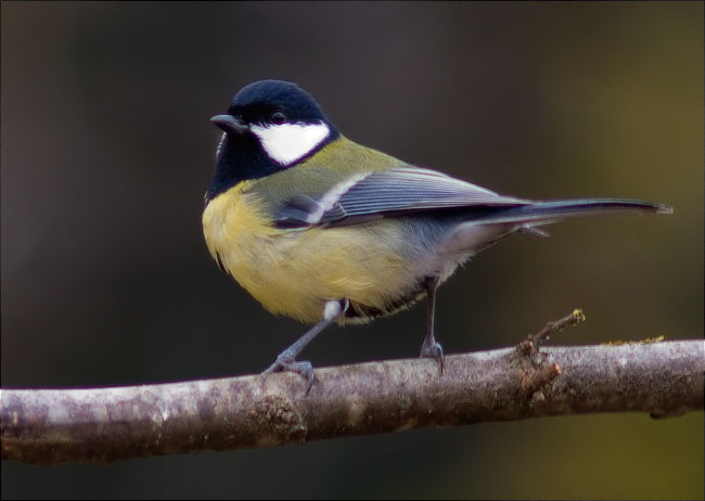 Mallerenga carbonera (Parus major) 2/3