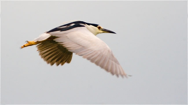 Martinet de nit (Nycticorax nycticorax) 1/2