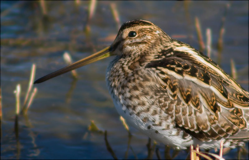 Becadell comú (Gallinago gallinago)