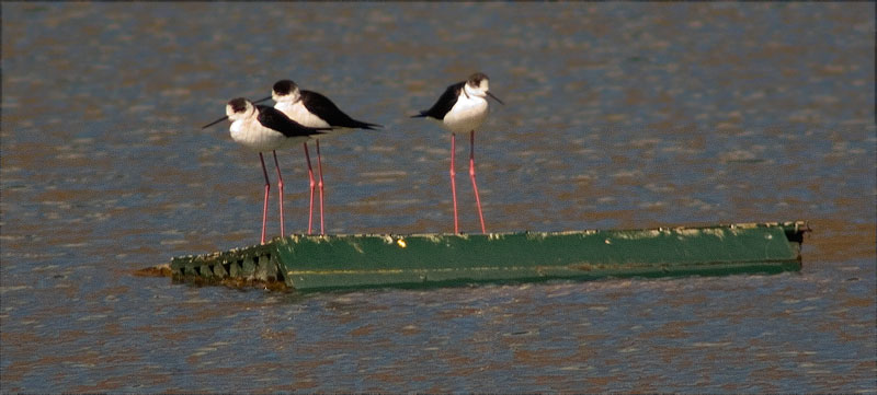 Cames llargues (Himantopus himantopus)