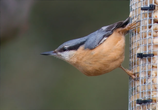 Pica-soques blau (Sitta europaea) 1/2