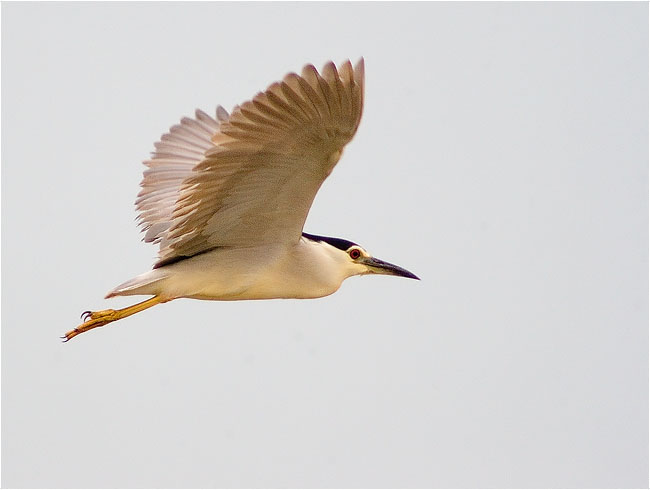 Martinet de nit (Nycticorax nycticorax) 2/2