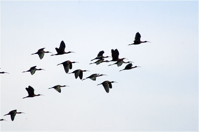 Capó reial (Plegadis falcinellus)