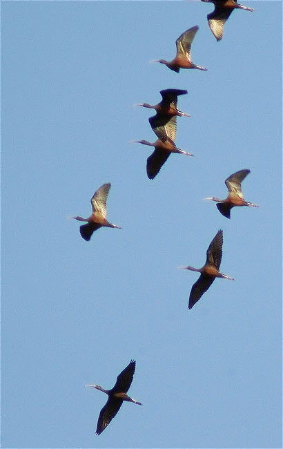 Capó reial (Plegadis falcinellus) 2/2