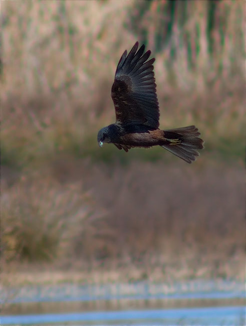 Arpella vulgar (Circus aeruginosus)