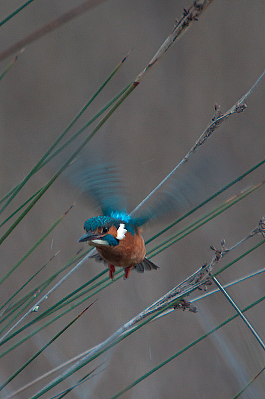 Blauet. Alcedo atthis.