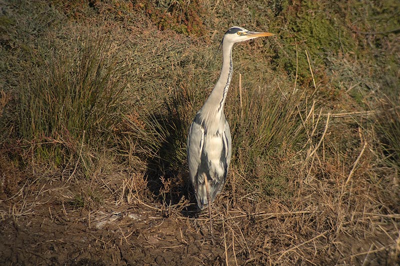 Bernat pescaire (Ardea cinerea)