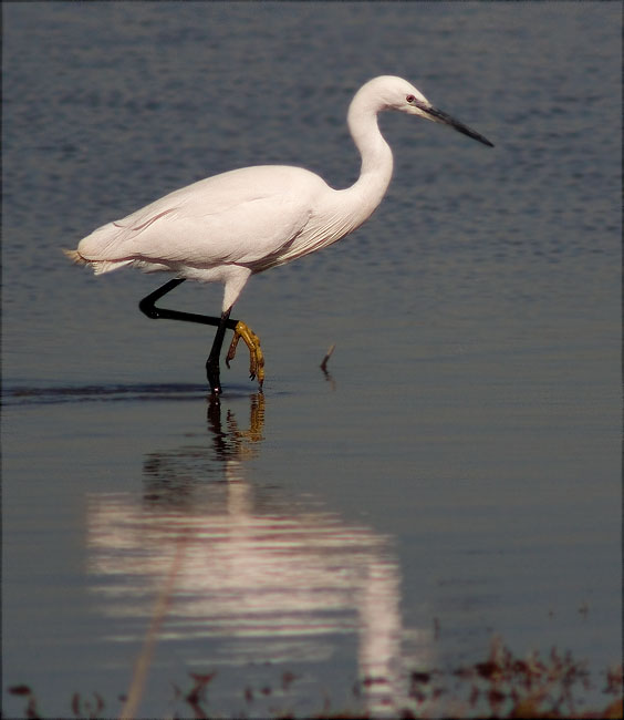 Martinet blanc (Egretta garzetta)