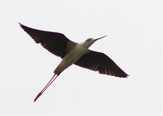 Cames Llargues (Himantopus himantopus)