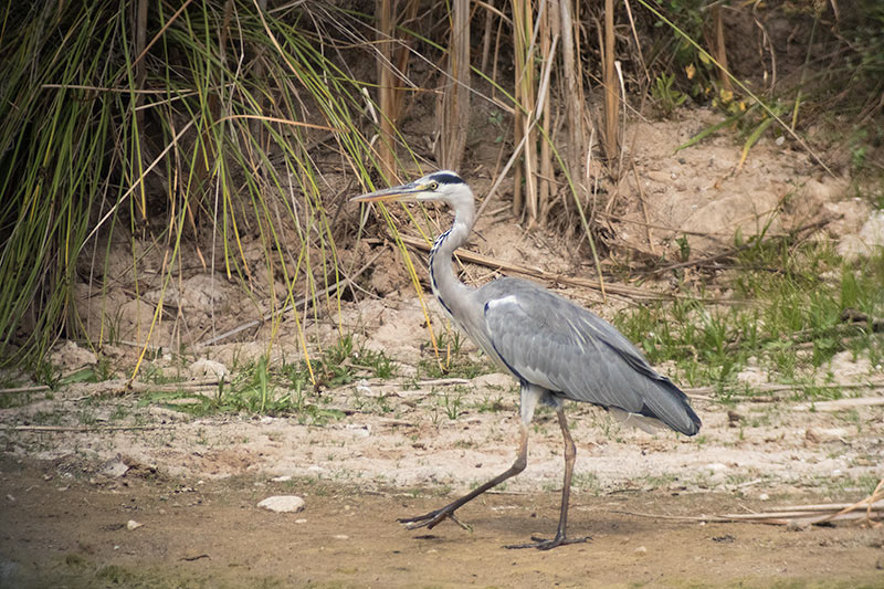 Bernat pescaire (Ardea Cinerea)