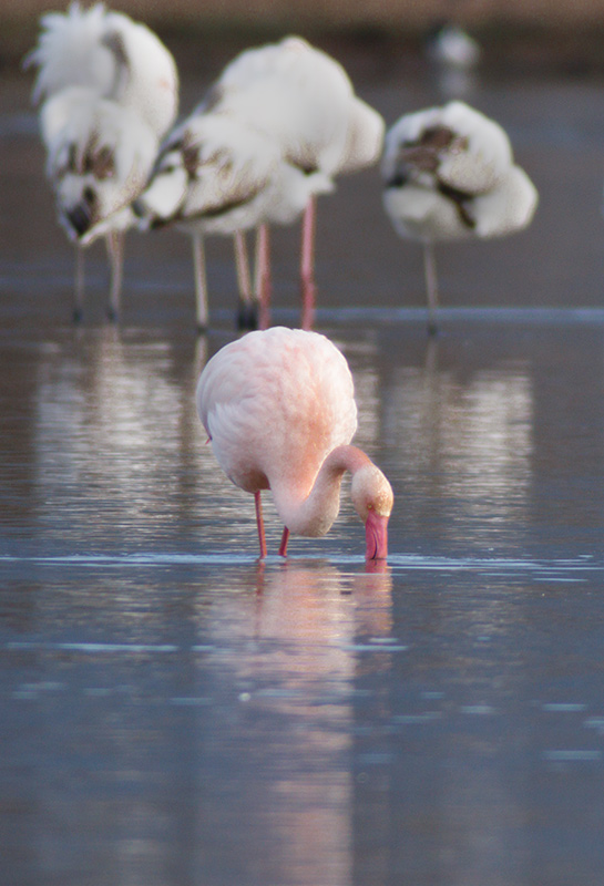 Flamenc (Phoenicopterus ruber)