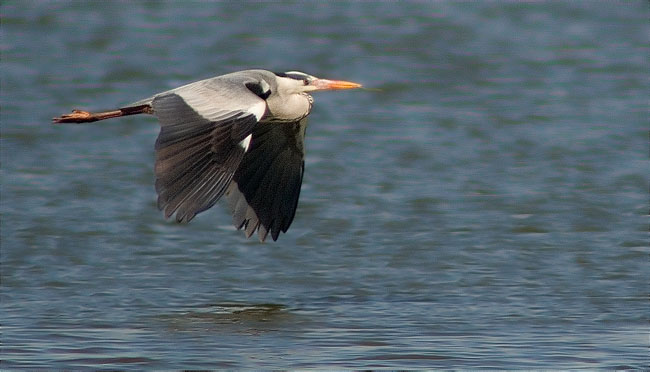 Bernat pescaire (Ardea cinerea)