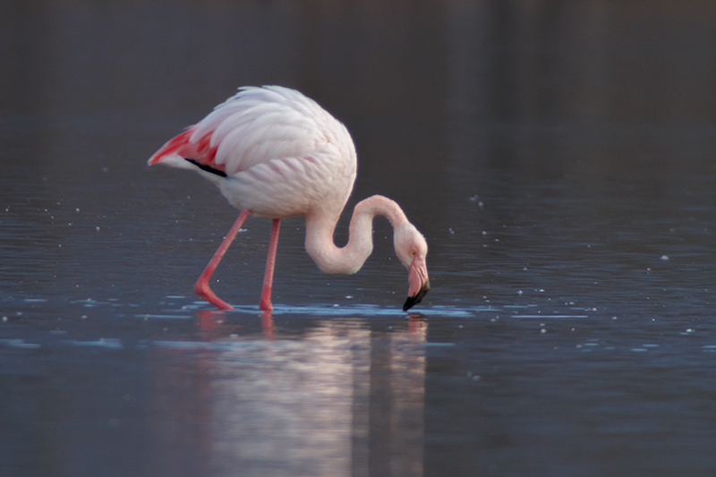 Flamenc (Phoenicopterus ruber)