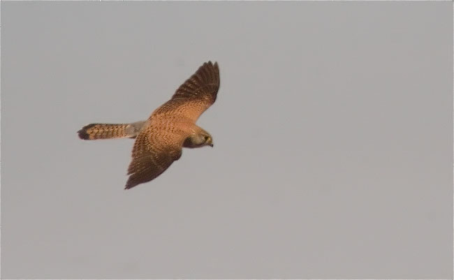 Xoriguer comú (Falco tinnunculus)