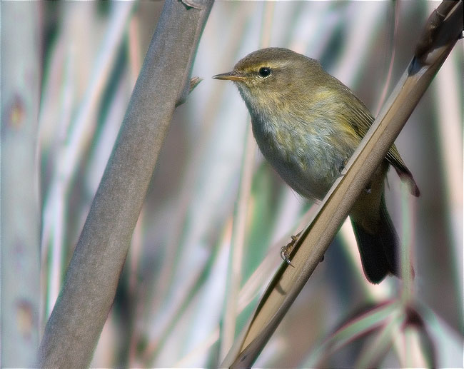 Mosquiter comú (Philoscopus collybita)