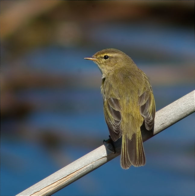 Mosquiter comú (Philoscopus collybita)