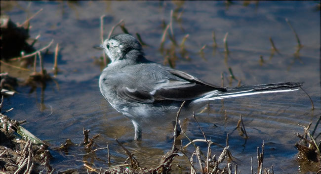 Cuereta Blanca (Motacilla Alba)