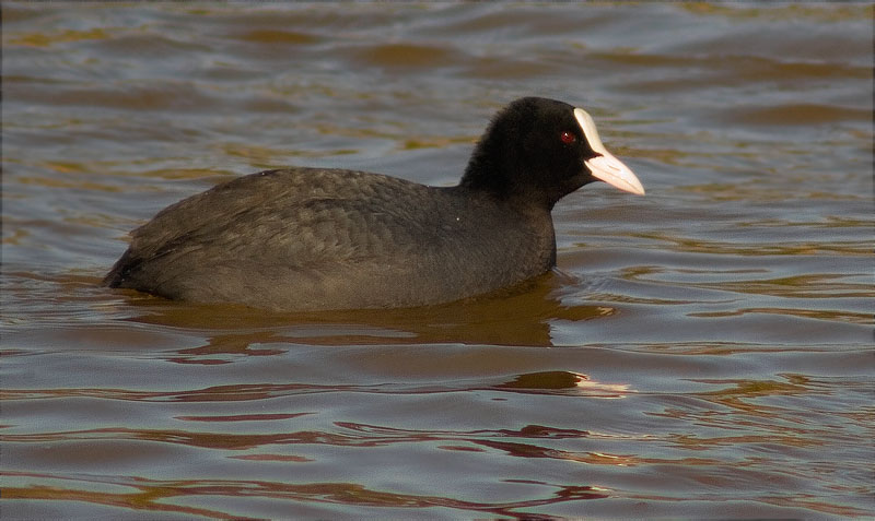 Fotja (Fulica atra)