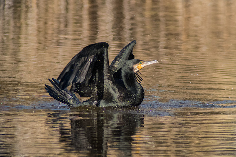 Corb marí (Phalacrocorax carbo)