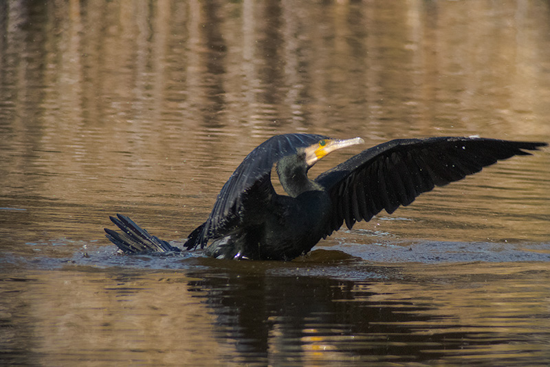 Corb marí (Phalacrocorax carbo)