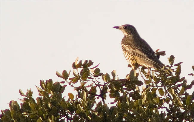 Griva (Turdus viscivorus)