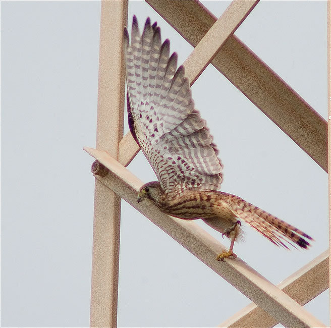 Xoriguer comú (Falco tinnunculus) 2/3