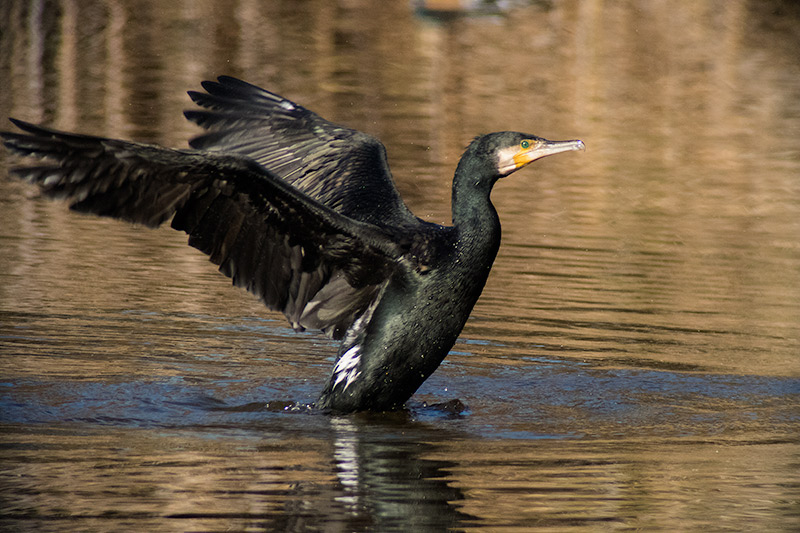 Corb marí (Phalacrocorax carbo)