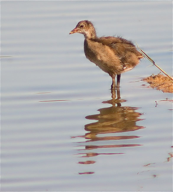 Jove de polla blava (Porphyrio porphyrio) 3/3