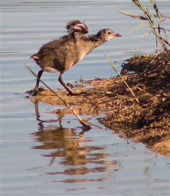 Jove de polla blava (Porphyrio porphyrio) 2/3