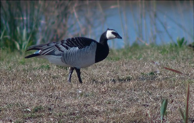 Oca de galta blanca (Branta leucopsis)