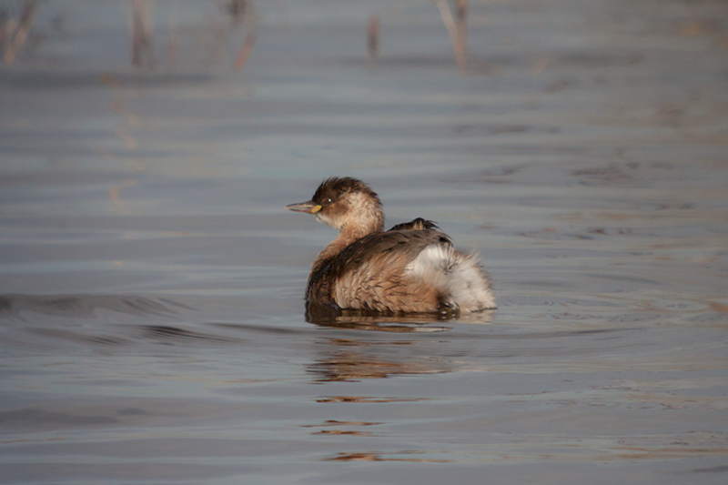 Cabusset (Tachybaptus ruficollis)