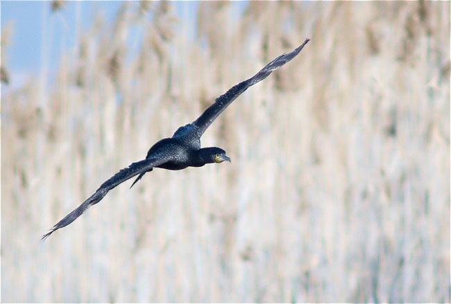 Corb marí gros (Phalacrocorax carbo)  1/5