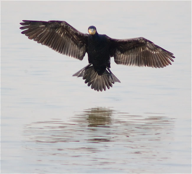 Corb marí gros (Phalacrocorax carbo)  3/5