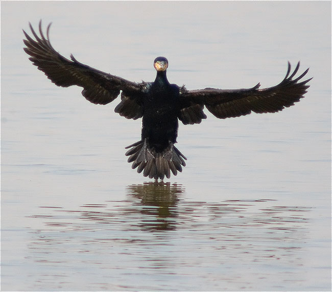 Corb marí gros (Phalacrocorax carbo)  4/5