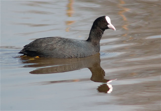 Fotja (Fulica atra)